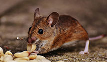 24 Hour & Emergency Exterminators in Marathon City, WI
